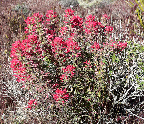 Castilleja angustifolia